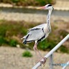 どなたです、わて詐欺（鷺）でおま！