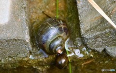 水辺の生き物３