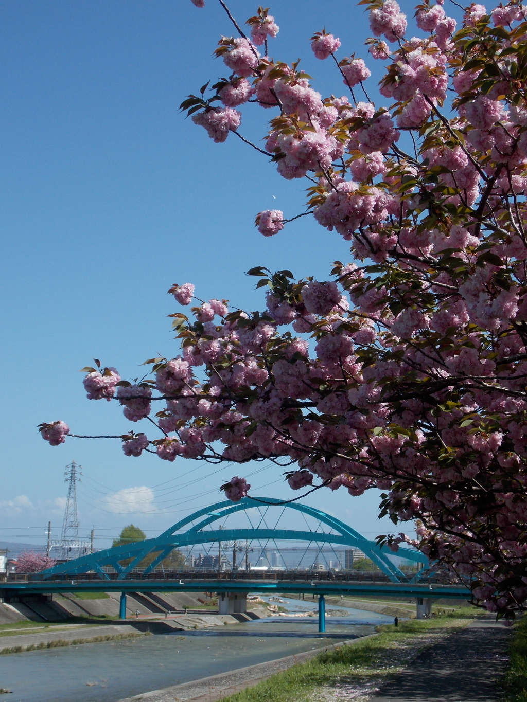八重桜と・・・！