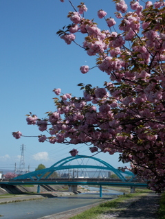 八重桜と・・・！