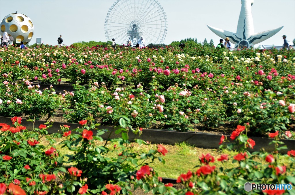 世界のバラ園にて