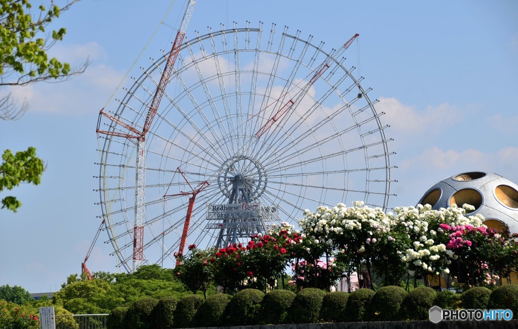 バラ園から