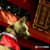 狐さんオンパレード最終章