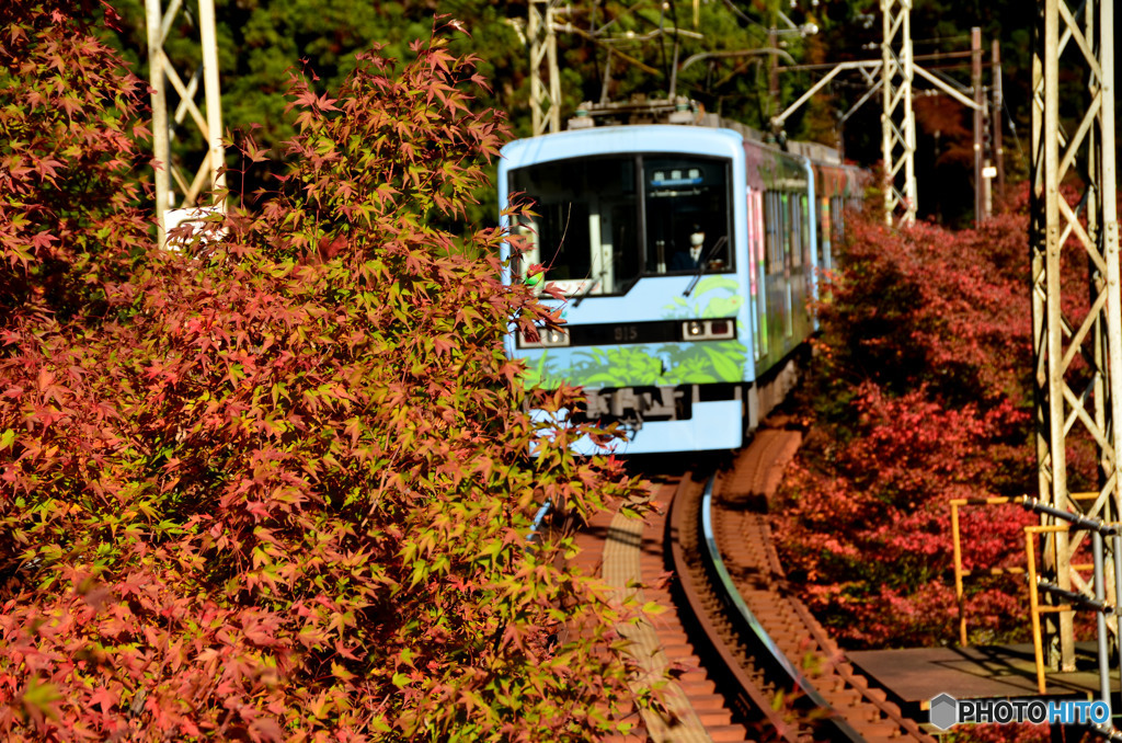 紅葉の中の電車