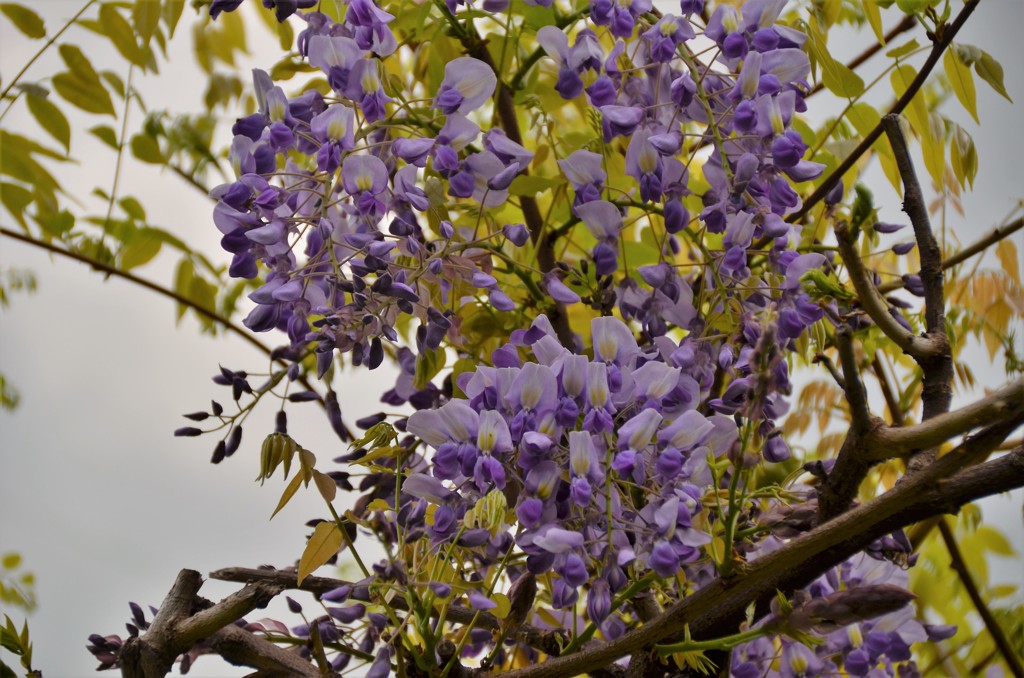 藤の花