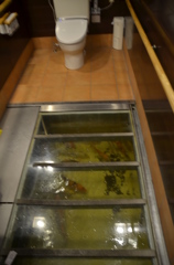 鯉が泳いどりました