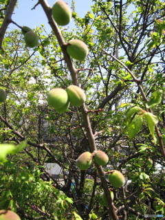 花の副産物、梅の実