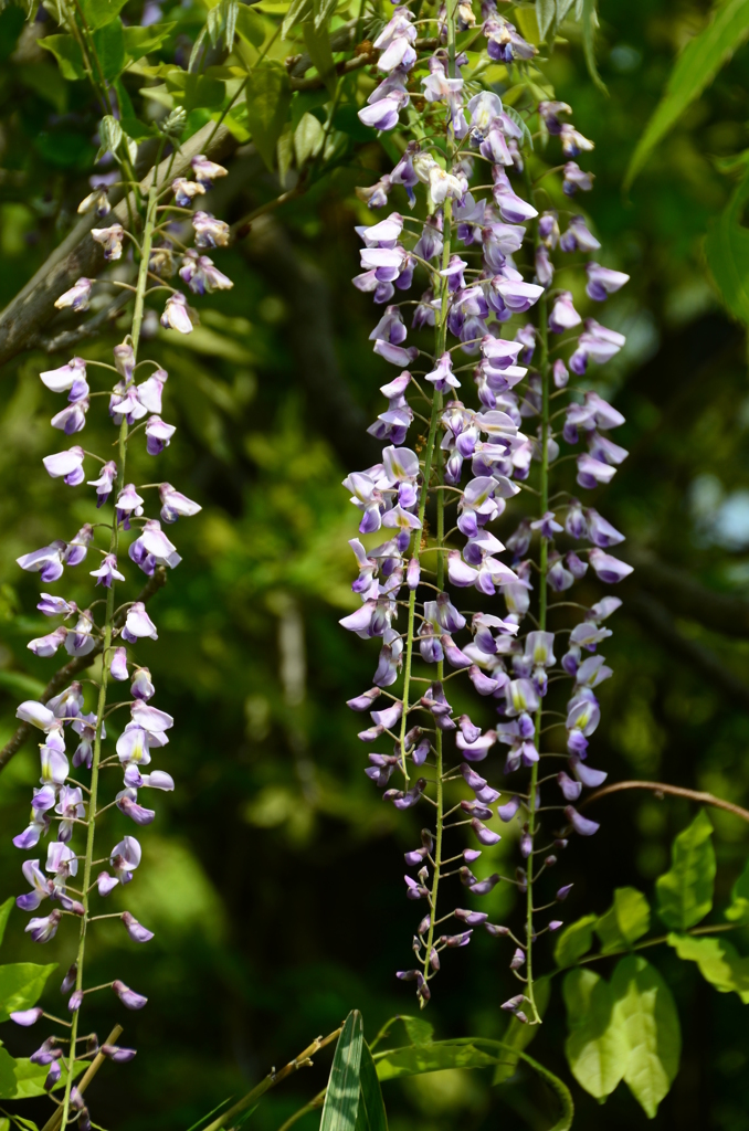 里山の藤の花