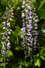 里山の藤の花