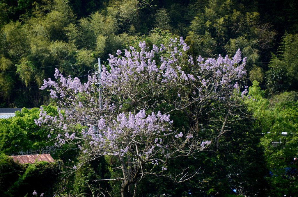 桐の花