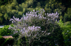 桐の花