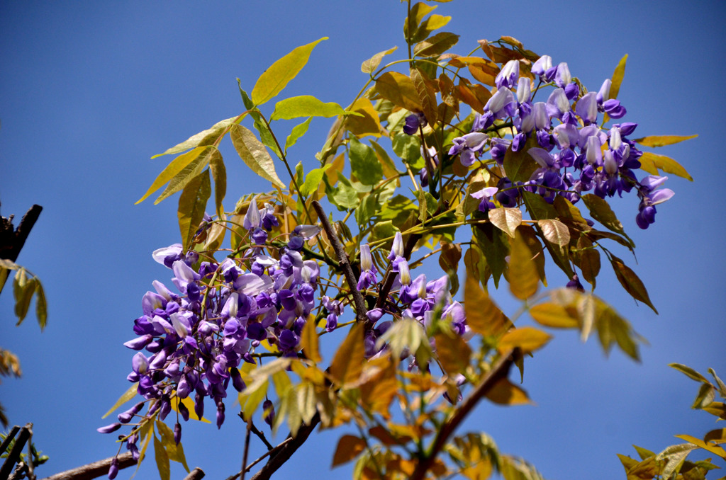 初夏の花