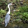 オレ、オレ詐欺では、おまへん