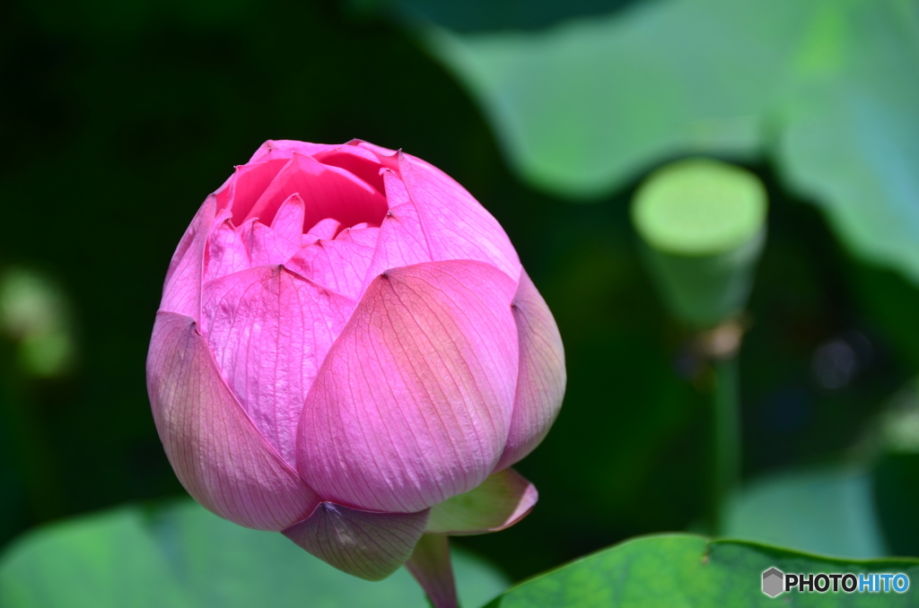 残りの蓮の花