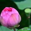 残りの蓮の花
