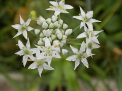 ニラの花で～す