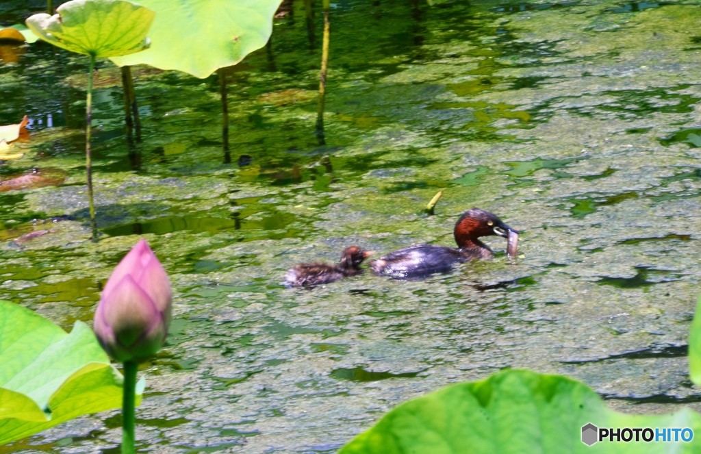 水鳥、親子