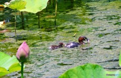水鳥、親子