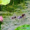 水鳥、親子