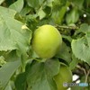 梅～かな