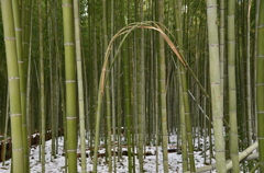 ループ竹