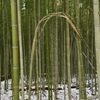 ループ竹