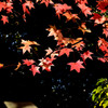 黒と紅葉