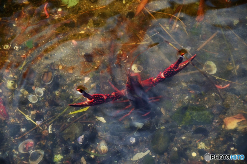 水辺の生き物１