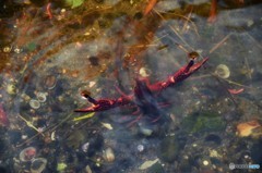 水辺の生き物１