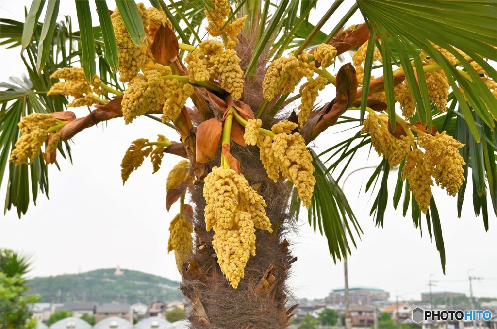 花なりの棕櫚？
