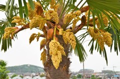 花なりの棕櫚？