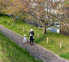 さくら散り染めし跡