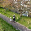 さくら散り染めし跡