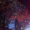 ぼかし気味の紅葉
