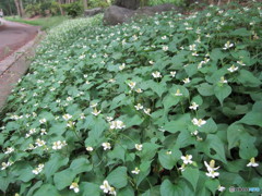 梅雨前の花