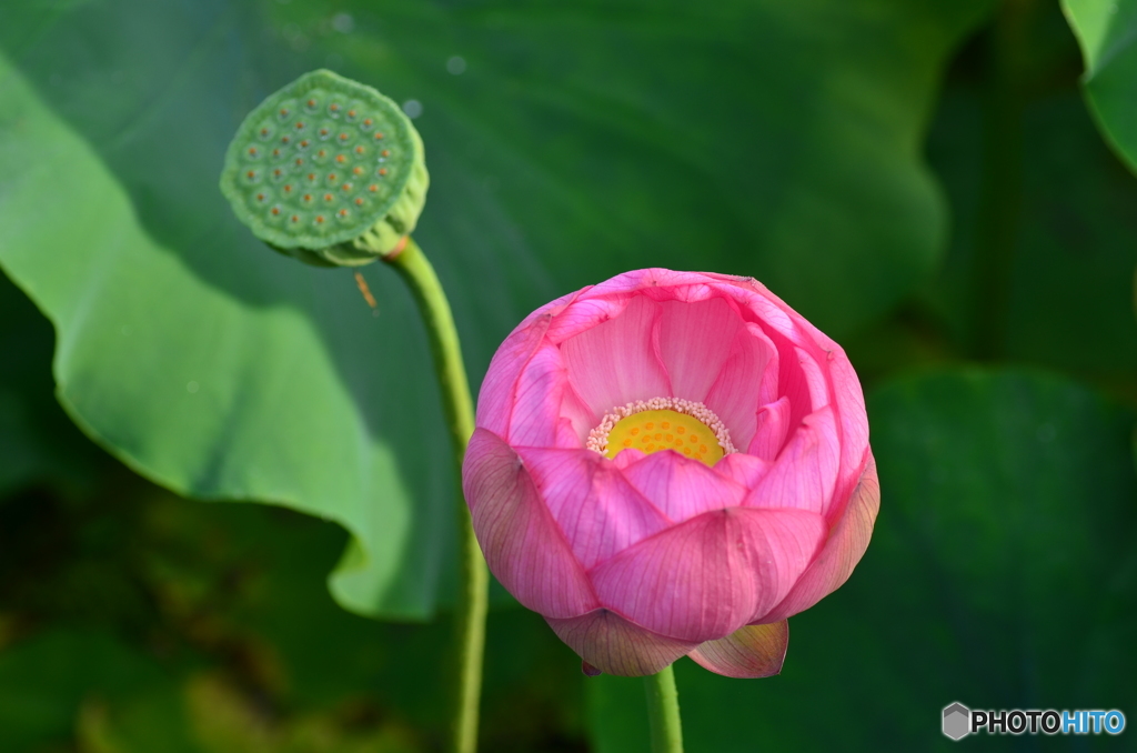 蓮華