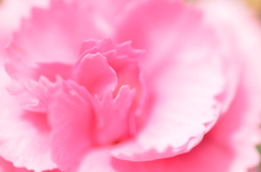 ピンクフラワー