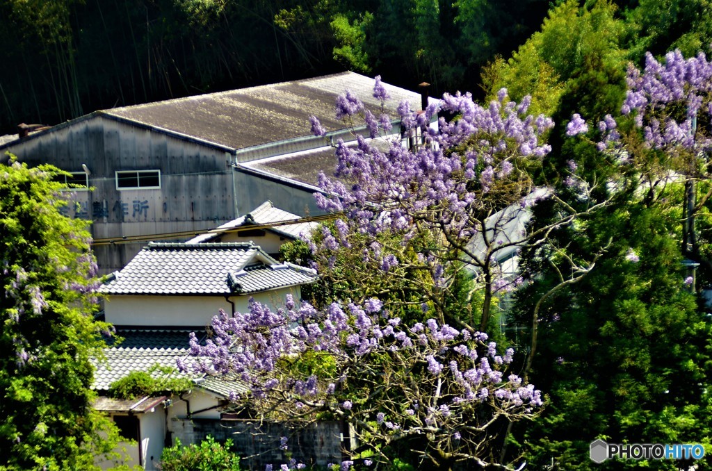 山郷散策