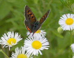 なんの,蝶かな？