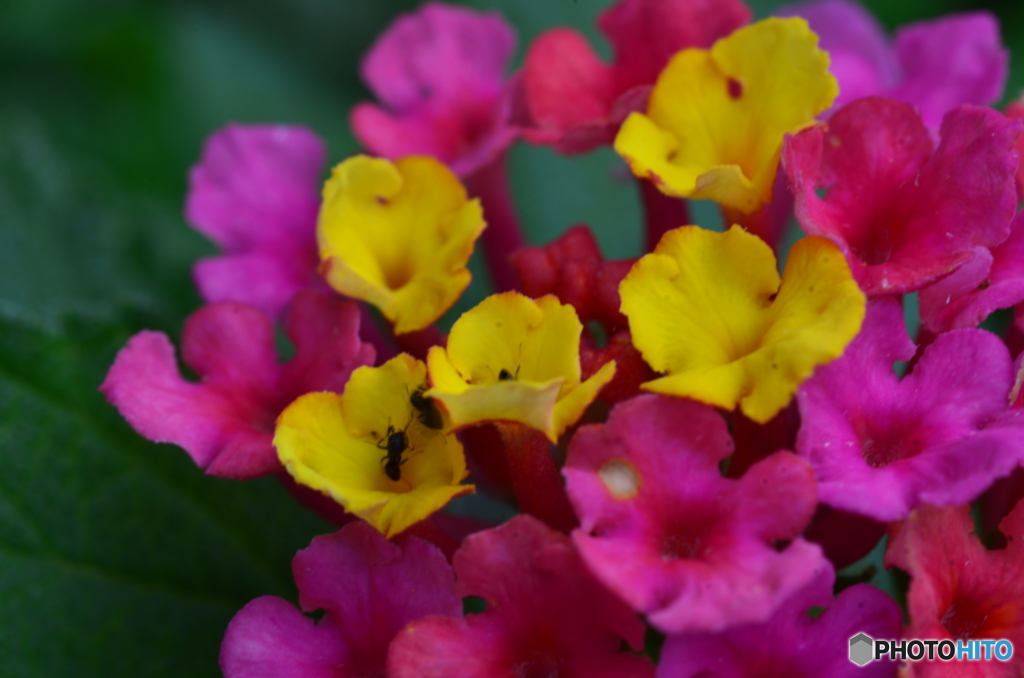 蟻さんも居るでょう