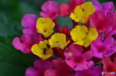 蟻さんも居るでょう