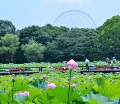 目立ちたがりの蓮の花