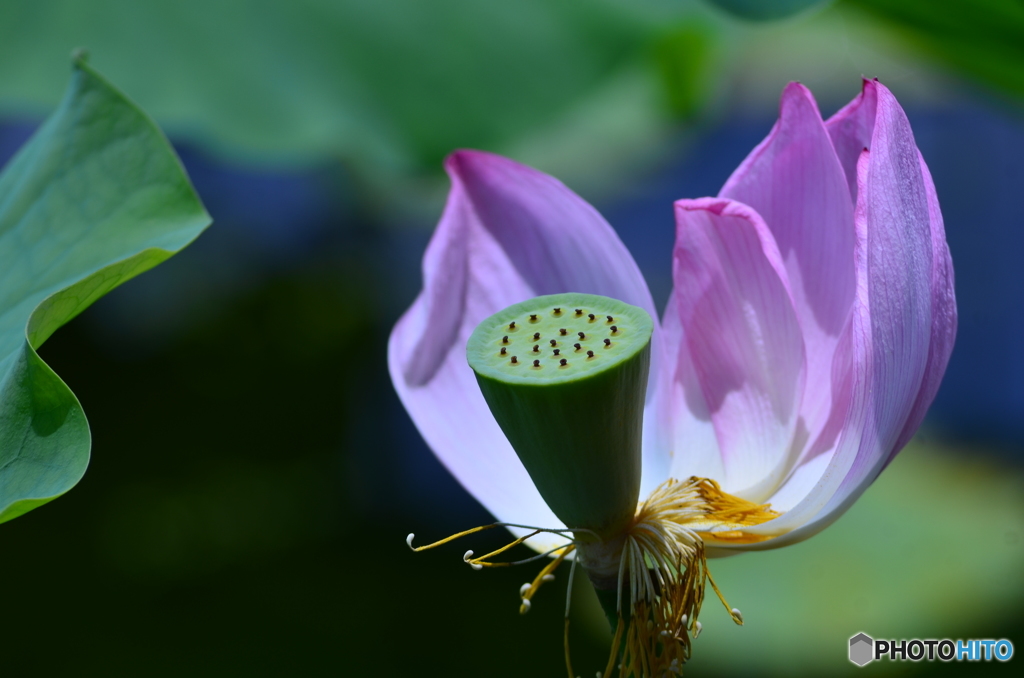片ひらの蓮の花