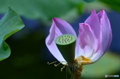 片ひらの蓮の花