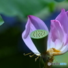 片ひらの蓮の花