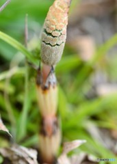 春の目覚め