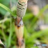 春の目覚め