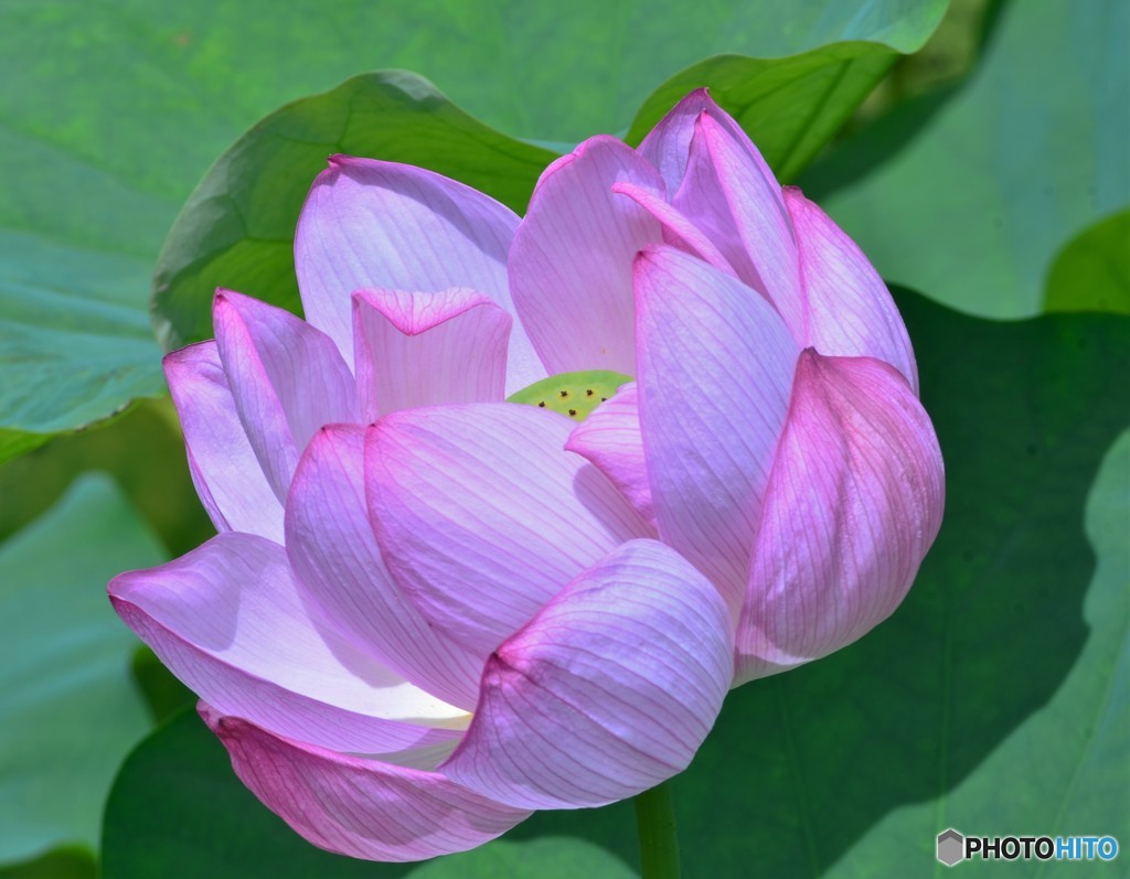 追加の蓮花