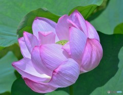 追加の蓮花