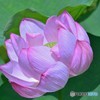 追加の蓮花